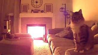 Um gato ajudou a salvar sua casa e seu irmão felino de um incêndio usando a câmera de segurança; confira a história impressionante