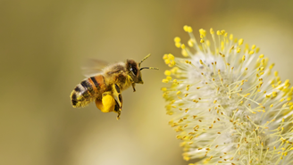 As abelhas podem transmitir mensagens diferentes aos moradores da casa, dependendo da frequência das visitas e do cômodo em que aparecem