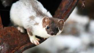 Arminho – depositphotos.com / okyela