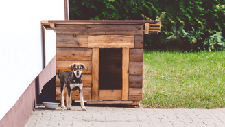 A iniciativa da Hungria busca proteger os cães do frio extremo e prevenir casos de hipotermia, que afetam mais de mil animais por ano