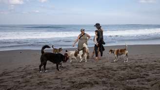 Saiba as praias que os cães poderão circular em Florianópolis