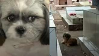 Cadela que ficou por 10 meses em cemitério é adotada