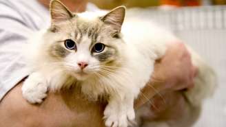 Comportamento dos gatos com os humanos –