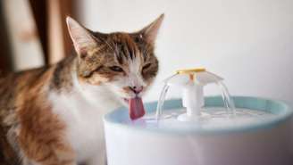 Veja dicas para incentivar seu gato a beber água.