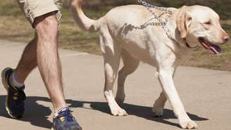 Especialista fala sobre os cuidados durante caminhadas com os pets