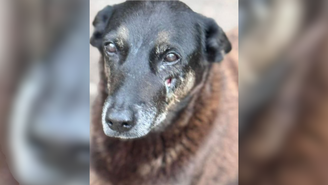Cão Orelha, que precisou ser sacrificado após agressões