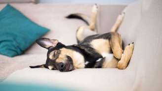 Confira as participações caninas do BBB