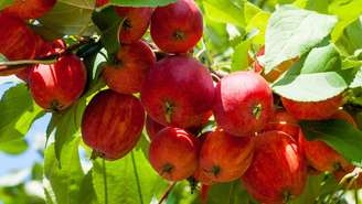 pectina – depositphotos.com / ekina1