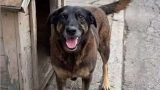 Cachorro comunitário Orelha, de cerca de 10 anos, morto após ser agredido