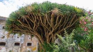 Com copa em forma de guarda-chuva e seiva vermelha, a árvore-do-sangue-de-dragão transforma a paisagem de Socotra em um cenário quase mítico – Divulgação / Câmara Municipal de Almada