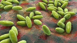 No Brasil, programas de vacinação do rebanho, inspeção sanitária e controle em frigoríficos são estratégias essenciais para reduzir a circulação da bactéria e proteger a saúde humana – depositphotos.com / katerynakon