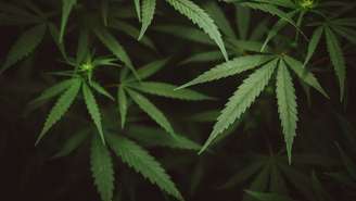 Anvisa autoriza o cultivo de cannabis medicinal no Brasil e cria marco regulatório histórico; confira as regras