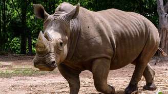 O rinoceronte-de-Java, também chamado de Rhinoceros sondaicus, sobrevive hoje apenas no Parque Nacional Ujung Kulon, na ilha de Java, Indonésia – depositphotos.com / nuwatphoto