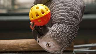 Além da linguagem, esses papagaios demonstram habilidade em tarefas que exigem planejamento – depositphotos.com / JillLang