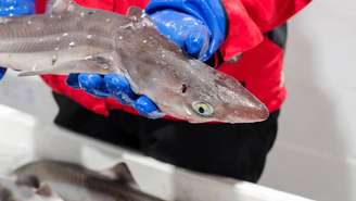 Nos últimos anos, pesquisadores, órgãos ambientais e entidades de defesa do consumidor têm alertado para cuidados específicos com o cação – depositphotos.com / Gurkburk