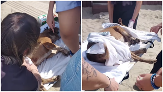 Cachorra comunitária é esfaqueada em praia no litoral de SP