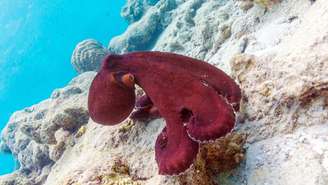 Cephalopoda – depositphotos.com / AntonMatyukha