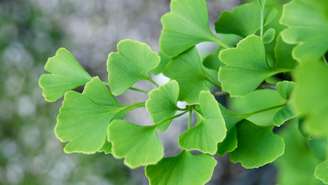 Ginkgo biloba pode ajudar na memória e na circulação, mas não é isento de riscos; entenda benefícios e cuidados no uso