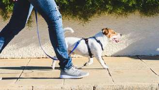 Cães e gatos sofrem mais com o calor e precisam de cuidados redobrados nos dias quentes