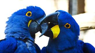 araras – depositphotos.com / maury75