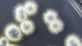 Durante experimentos com bactérias, Alexander Fleming observou que uma placa de cultura havia sido contaminada por um fungo – depositphotos.com / katerynakon