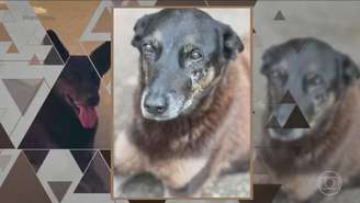 Caso Orelha: Porteiro faz revelação sobre agressão a cão em Florianópolis