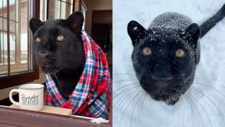 Rejeitada ao nascer, Luna foi resgatada na Sibéria e criada por uma especialista em grandes felinos; conheça sua história