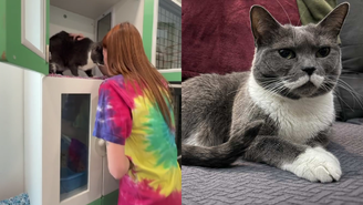Anos separaram Maggie DeGreenia de sua gata, Tinsel, até que, com a ajuda das redes sociais, o destino as aproximou outra vez