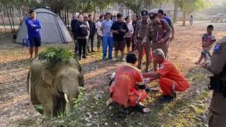 Turista é morto por elefante durante trilha em parque nacional da Tailândia