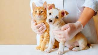 Confira dados inéditos sobre a saúde animal no Brasil