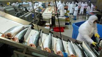 Produção de salmão disparou graças à criação em cativeiro na Noruega, Chile e Escócia, maiores produtores mundiais.