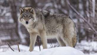 lobo-cinzento – depositphotos.com / josefpittner