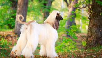 A dificuldade de treinamento do Afghan Hound não está na falta de inteligência, mas no seu forte instinto independente – depositphotos.com / Drago_Nika