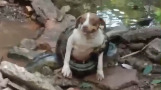 Cachorra é resgatada com vida após ser ‘enrolada’ por sucuri no interior de SP