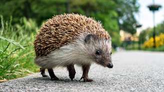 Ao se alimentar de insetos, larvas e pequenos animais, ele atua como controlador biológico de pragas, beneficiando florestas, jardins e áreas agrícolas – depositphotos.com / perfecky