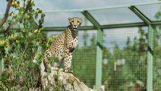 onças pintadas – depositphotos.com / AndrewLozovyi