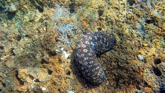 O pepino-do-mar é um equinodermo marinho, parente de ouriços e estrelas-do-mar – depositphotos.com / Vojce