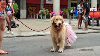Veja se você deve levar seu cachorro para o bloquinho