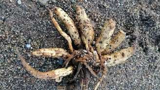 Reino Unido emite alerta sobre planta letal