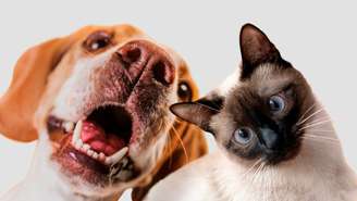 Pets possuem missão espiritual