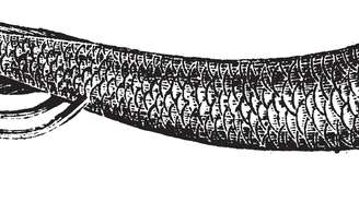 Peixe pulmonado – depositphotos.com / Morphart