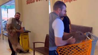 Vídeo mostra capivara sendo retirada de supermercado no Acre em carrinho de compras