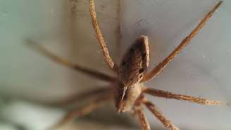 Aranha do Sol – depositphotos.com / recepoz