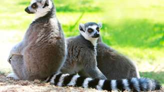 Endêmico de Madagascar, o aye-aye usa o dedo fino como ferramenta para “pescar” larvas nos troncos, desempenhando papel importante no equilíbrio das florestas – depositphotos.com / volare2004