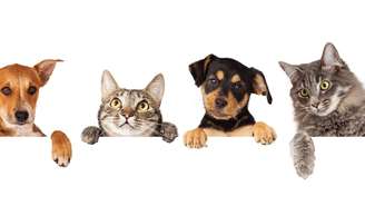 Em geral, cães treinados podem detectar odores humanos a quilômetros, enquanto gatos reconhecem melhor o cheiro em ambientes domésticos e em distâncias menores – depositphotos.com / cynoclub