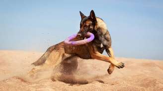 belga malinois – depositphotos.com / Drago_Nika