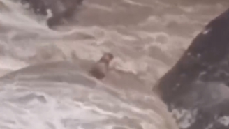 Cachorro cego e surdo é resgatado após ficar ilhado em cachoeira no RJ; veja