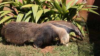 O status de vulnerável do tamanduá-bandeira no Pantanal associa-se principalmente à perda e à degradação de habitat – depositphotos.com / joelfotos