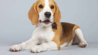 Uso em laboratório ajudou no desenvolvimento de medicamentos e vacinas, mas prática é alvo de críticas de entidades de proteção animal – depositphotos.com / ysbrand