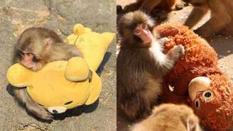 Punch está dividindo as opiniões pela Internet; alguns defendem o trabalho, mas há os que afirmam que o animal não está na melhor situação